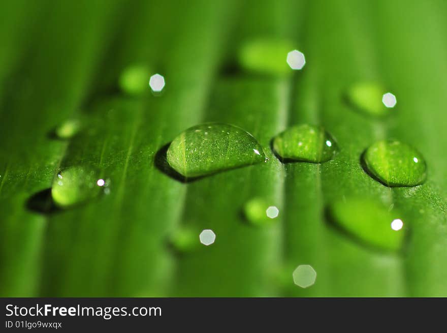 Macro of green leaf with drops