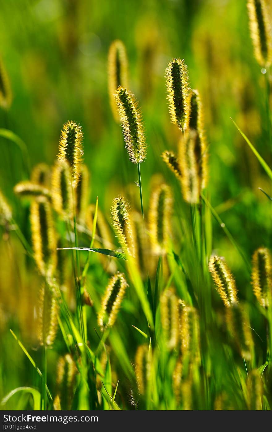 Backlit blooming grass