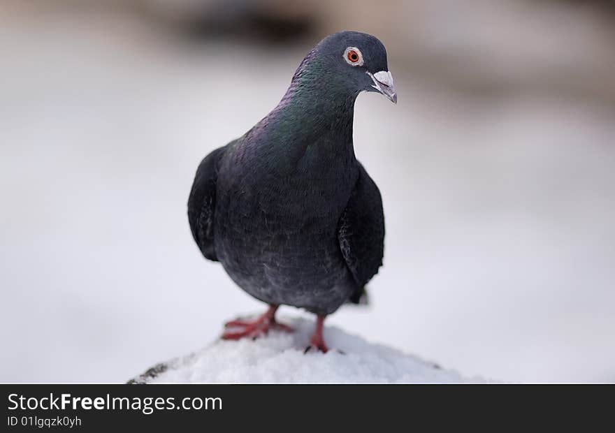 Pigeon