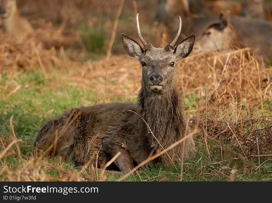 Young Stag