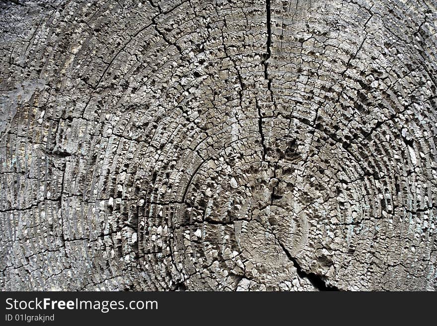 Background an old tree an end face with structure