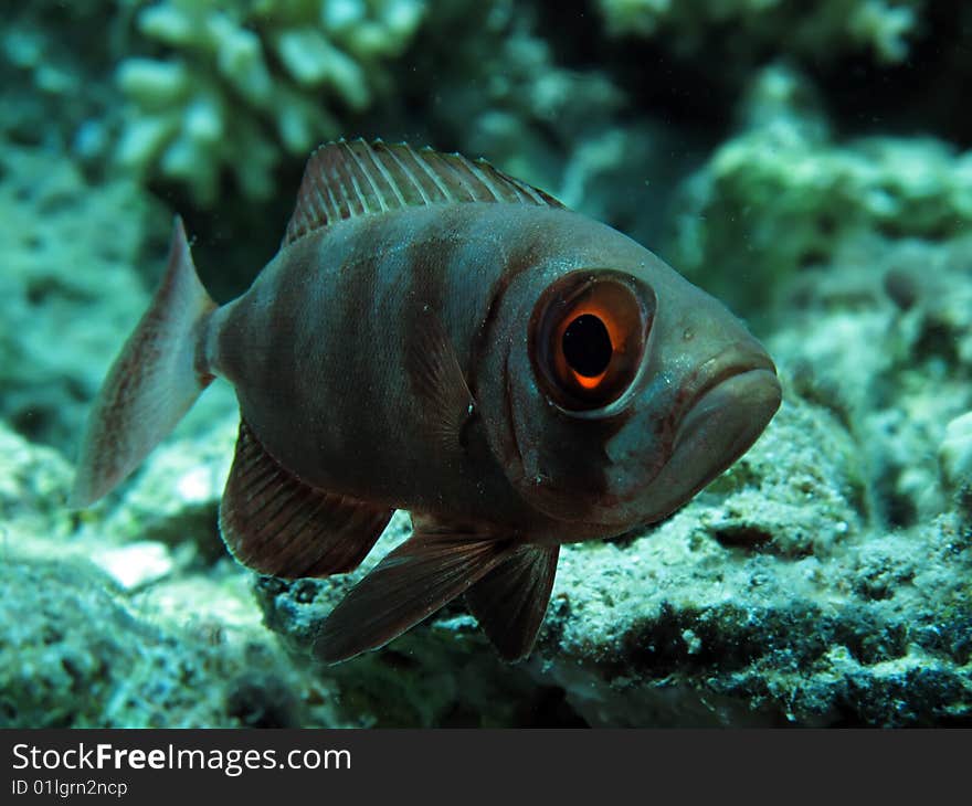 Bigeye fish