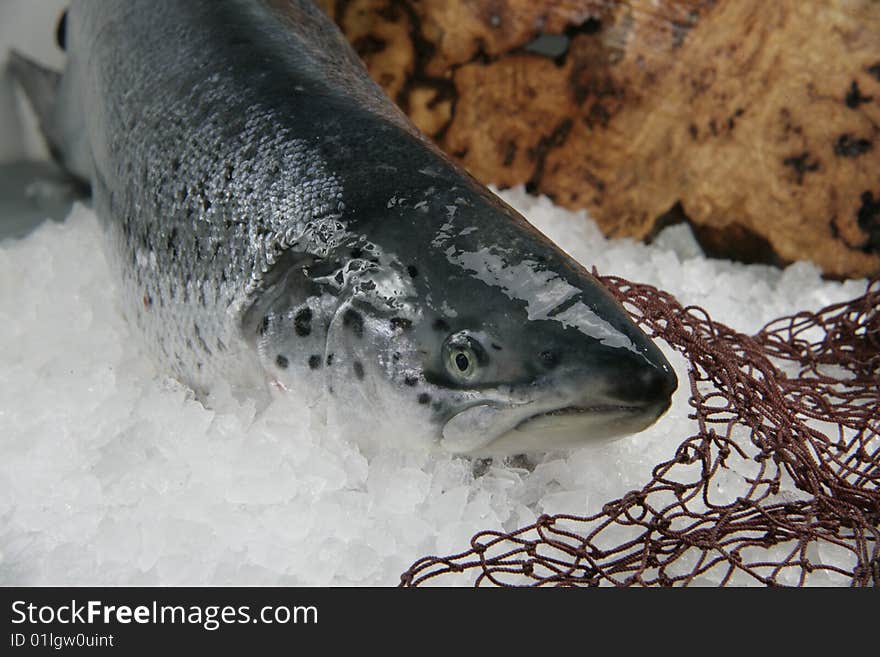 Raw fish on ice background and net