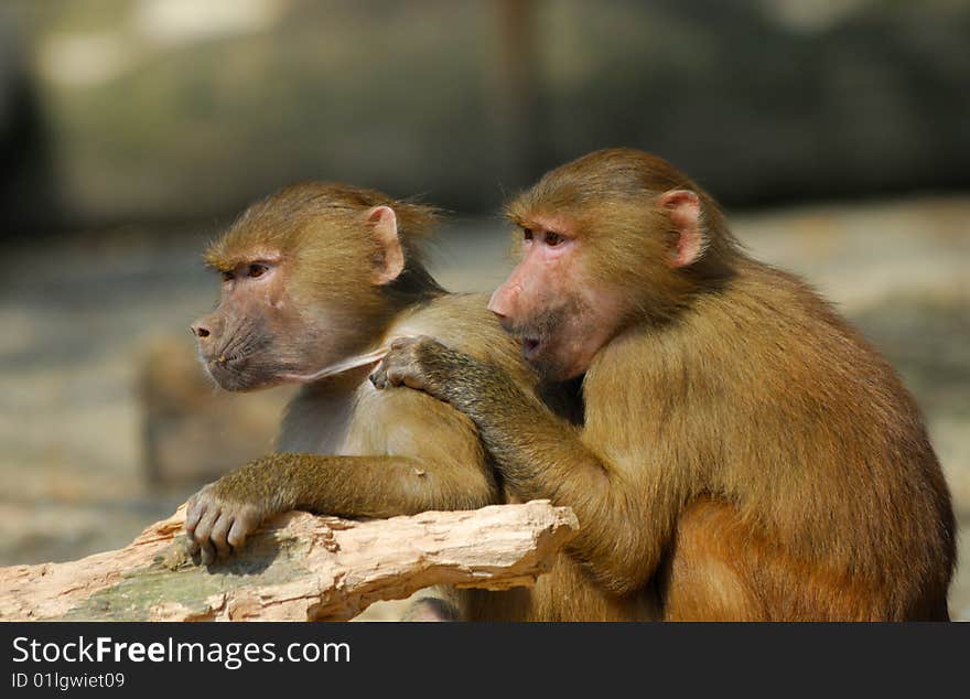 Close up of two young Hamadryas baboons (Papio hamadryas)