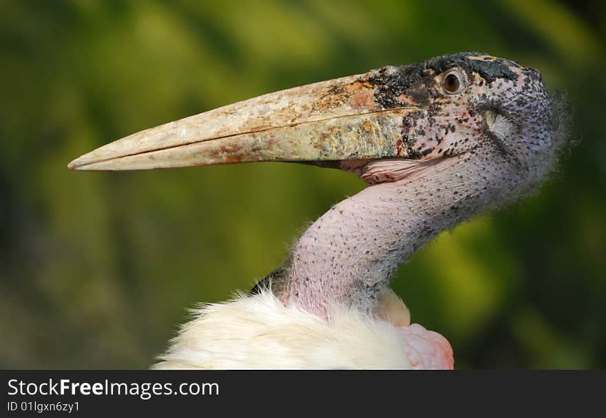 Close-up of a Marabou Stork, Leptoptilos crumeniferus