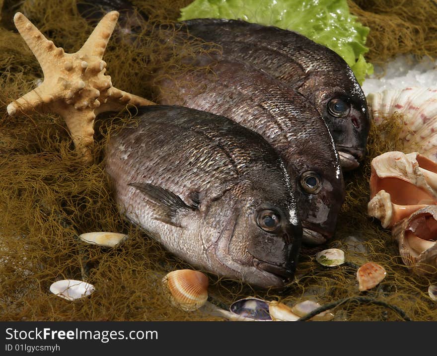 Three raw fishes and shells