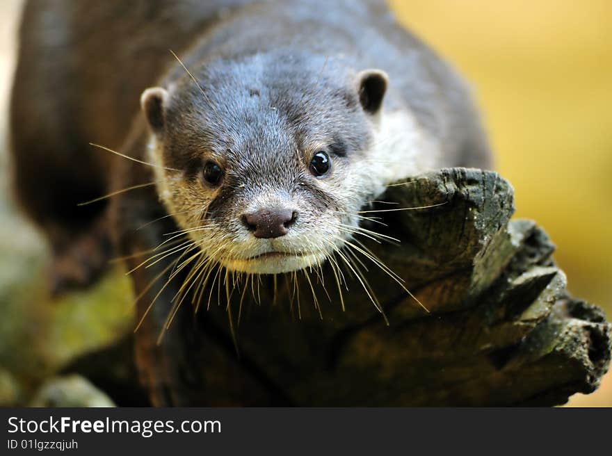 Oriental Small-clawed Otter