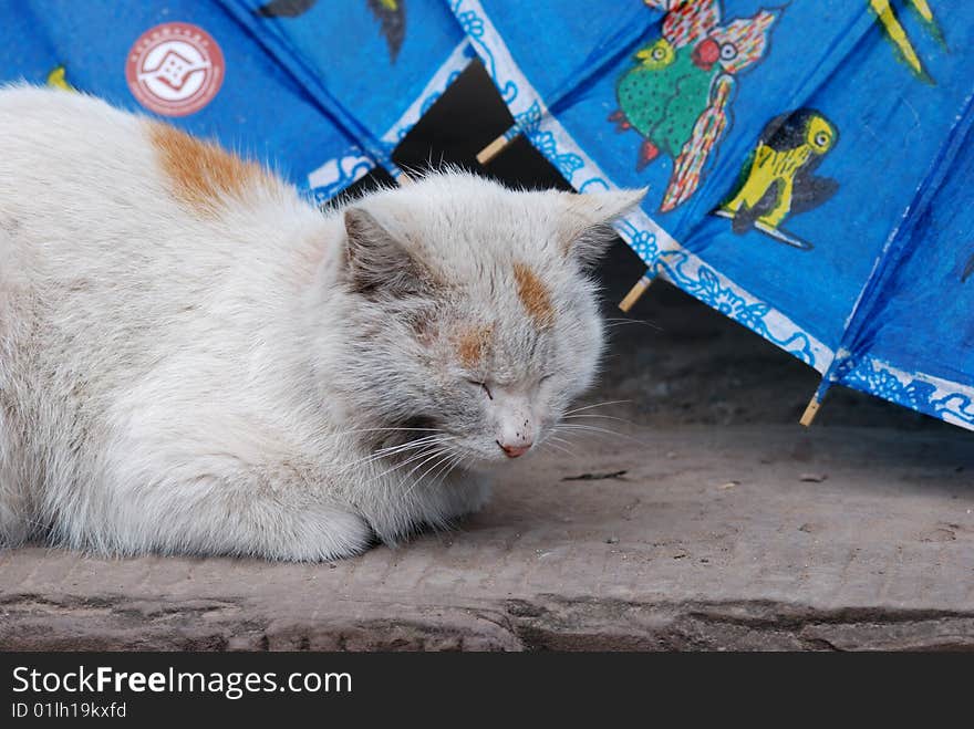 Cat which rests nearby the umbrella