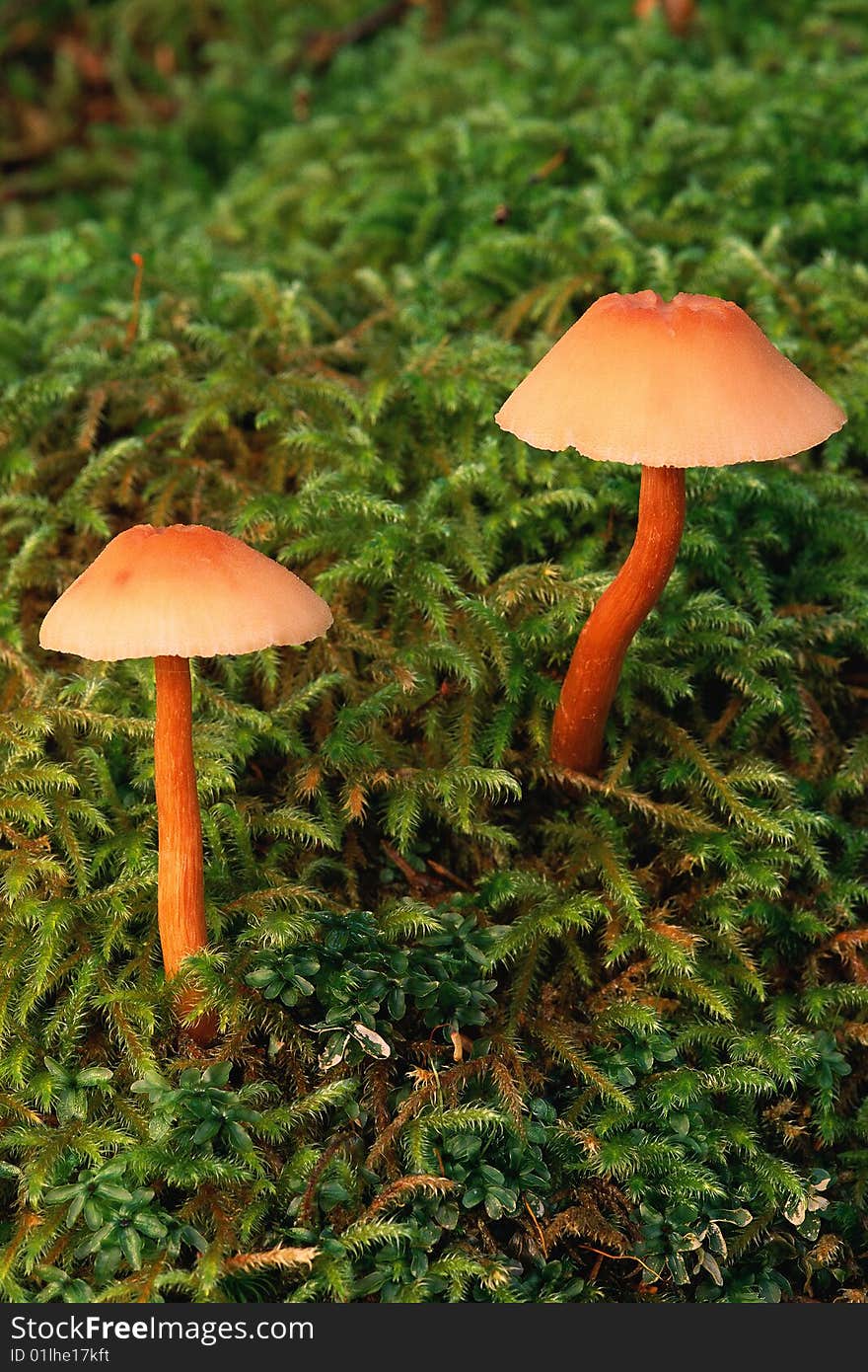 Young buds of fungus