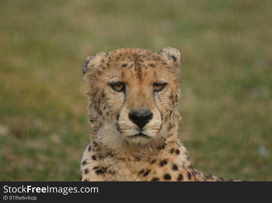 Cheetah laying in the lush green grass watching with big brown eyes