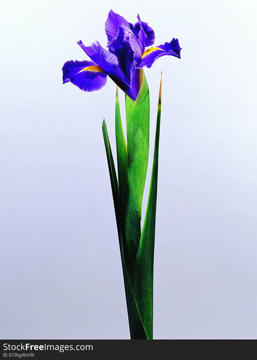 Image of a blue flower. white background. Image of a blue flower. white background