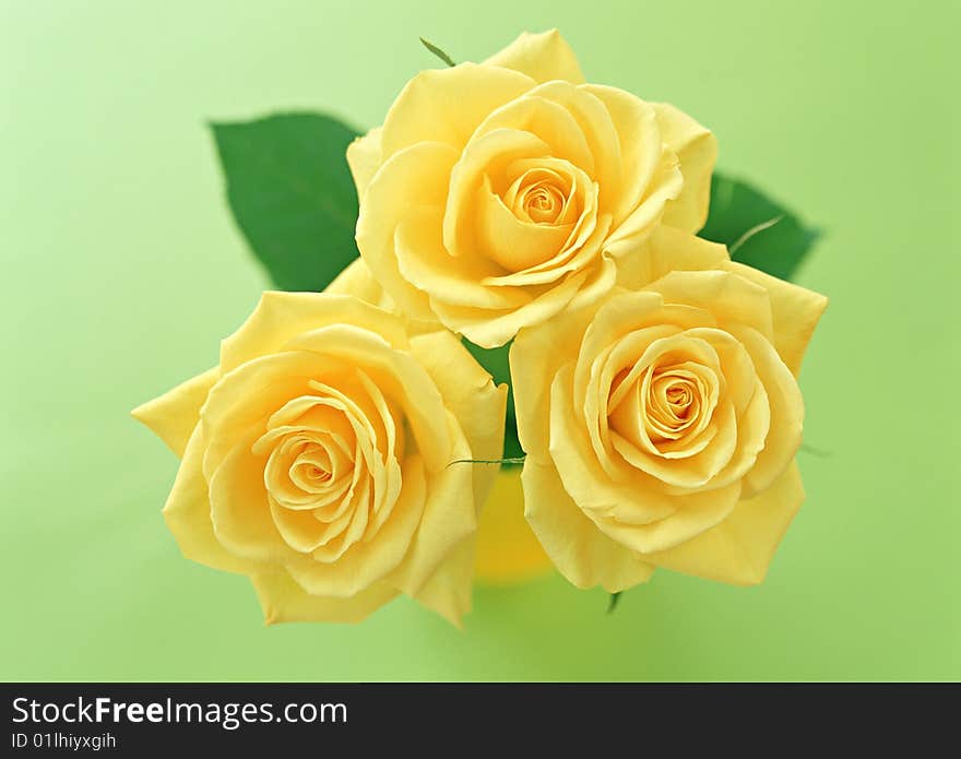 Close-up of a China rose. green background. Close-up of a China rose. green background