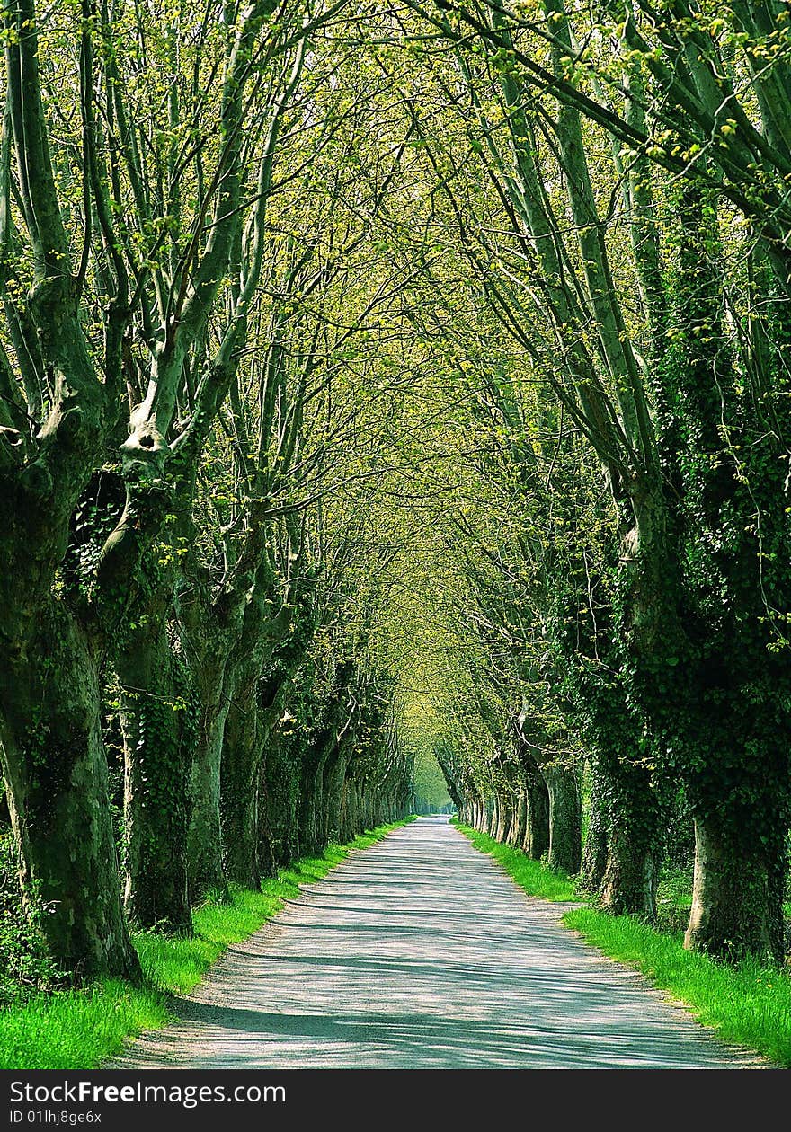 Row of trees to create an avenue. Row of trees to create an avenue