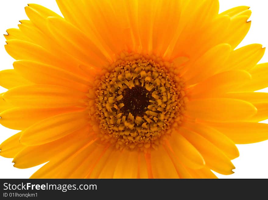 Close-up orange daisy flower isolated on white