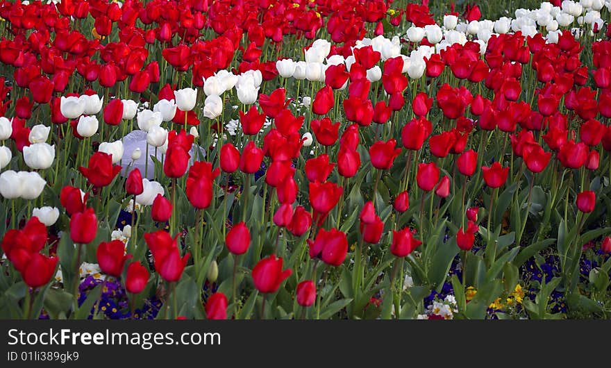 Red and White Tulip Field. Red and White Tulip Field