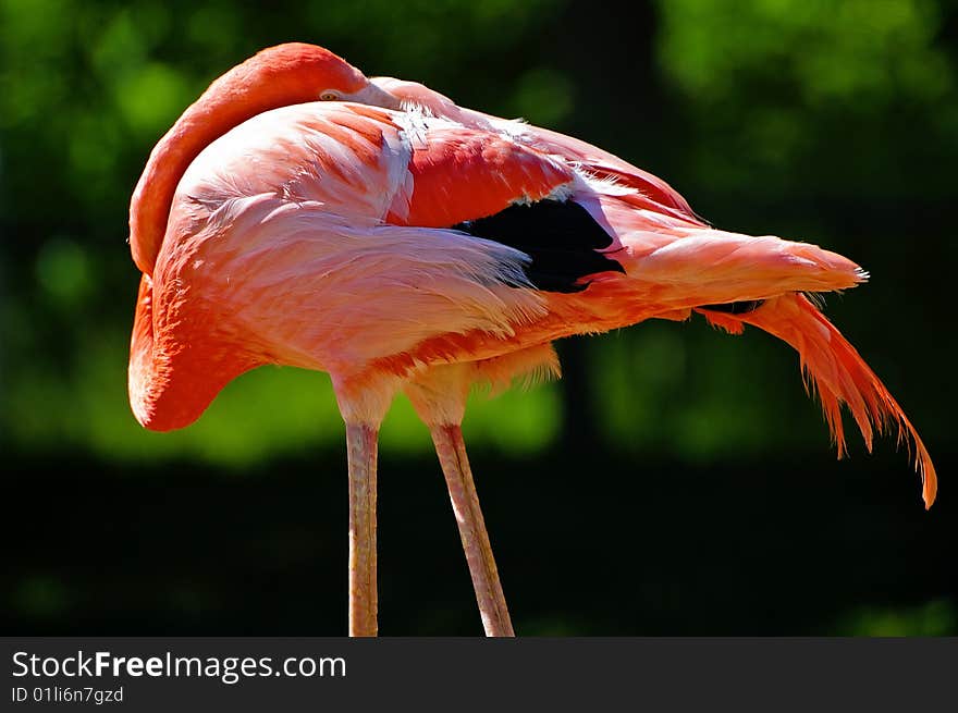 A red flamingo standing outside.