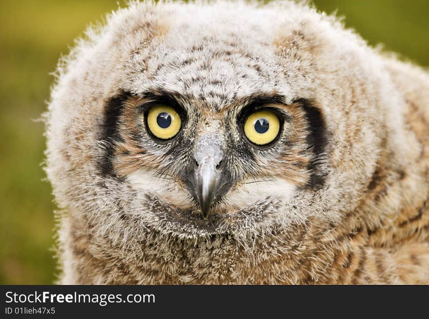 Baby great horned owl close up