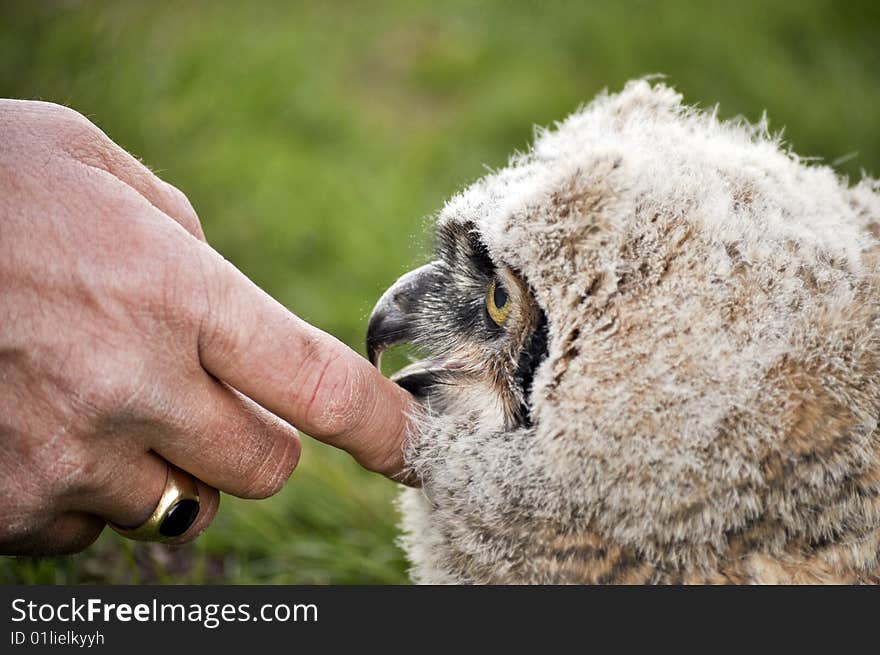 Man petting baby great horned owl