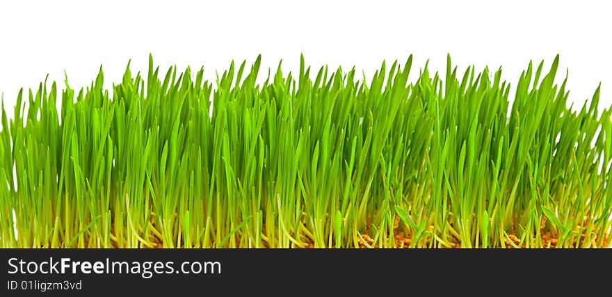 Green grass isolated on white