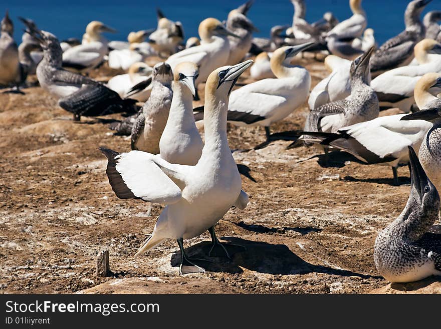 Gannets at Cape Kidnappers Gannet Colony, Hawkes Bay New Zealand. Cape Kidnappers is the largest land based colony in the world. Gannets at Cape Kidnappers Gannet Colony, Hawkes Bay New Zealand. Cape Kidnappers is the largest land based colony in the world.