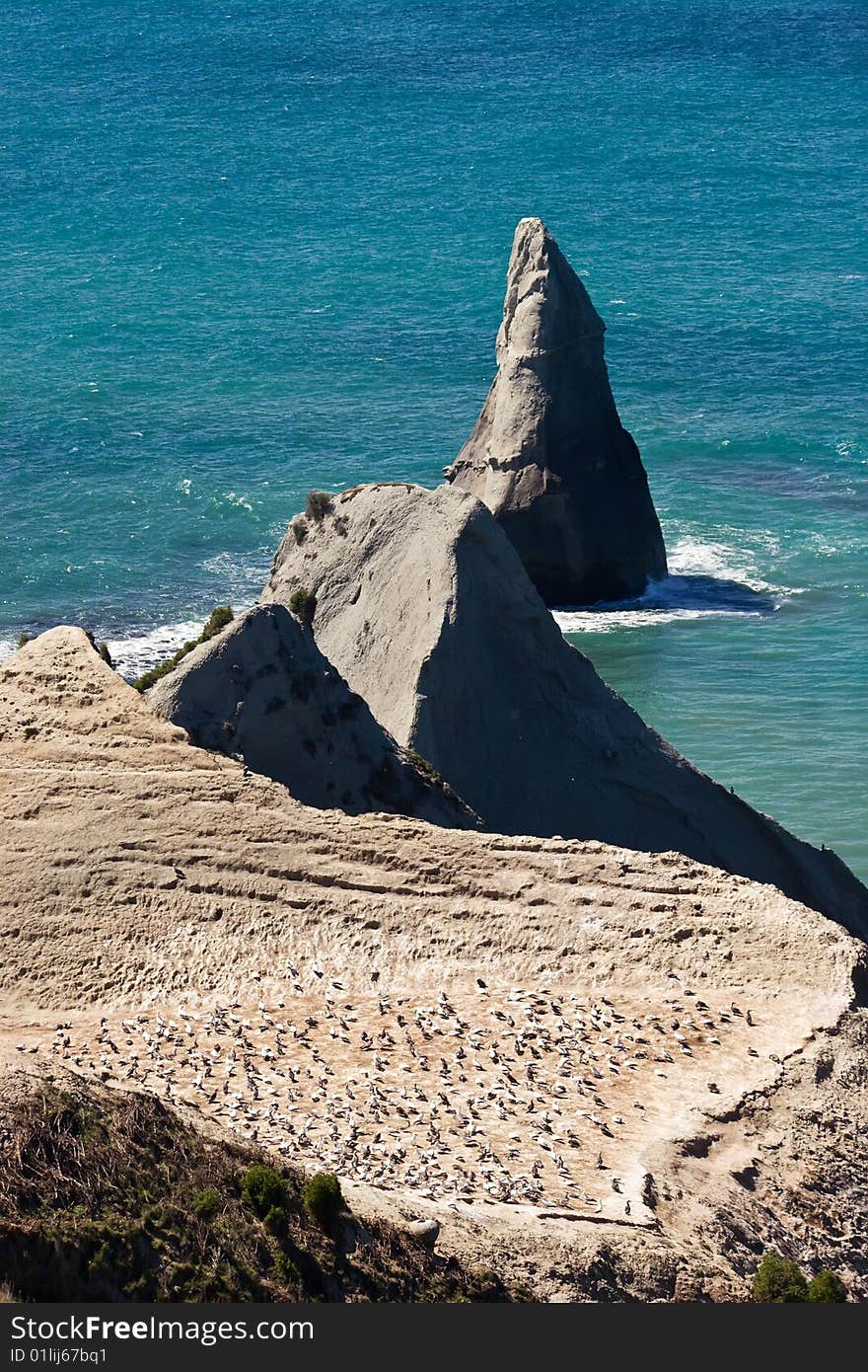 Gannets at Cape Kidnappers Gannet Colony, Hawkes Bay New Zealand. Cape Kidnappers is the largest land based colony in the world. Gannets at Cape Kidnappers Gannet Colony, Hawkes Bay New Zealand. Cape Kidnappers is the largest land based colony in the world.