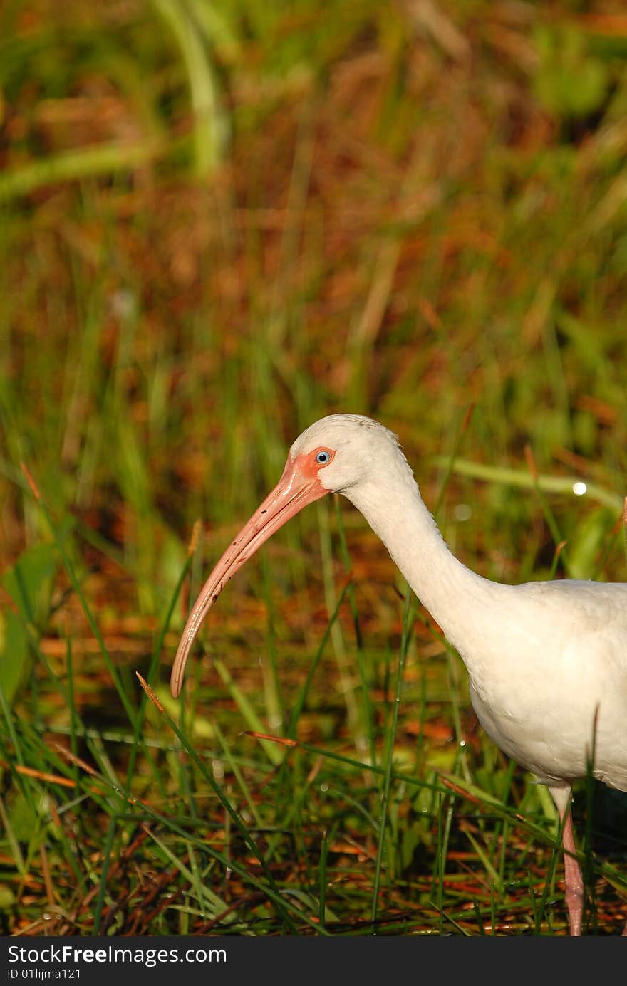 A white ibis bird wading through the Florida Everglades hunting for food. A white ibis bird wading through the Florida Everglades hunting for food.