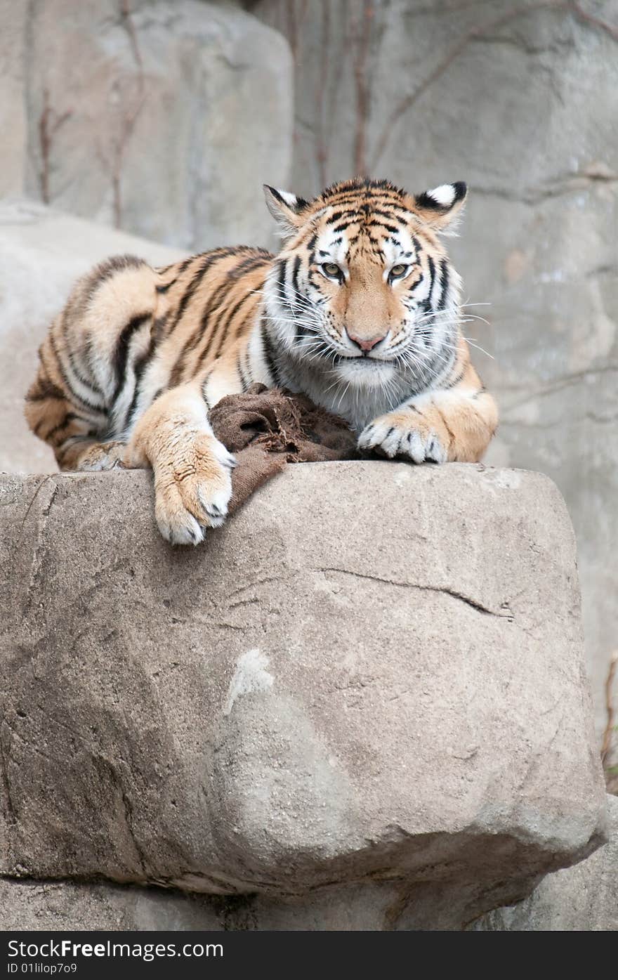 Amur Tiger (Panthera tigris altaica)