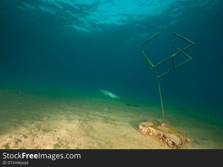 Ocean and a great barracuda