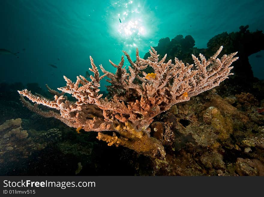 Ocean, coral, sun and fish taken in the red sea.