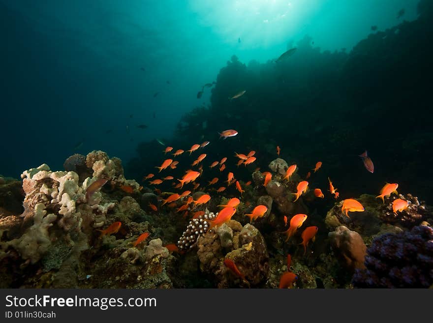 Ocean, coral, sun and fish taken in the red sea.