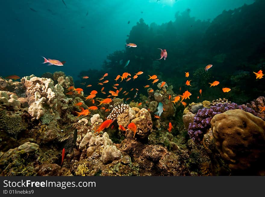 Ocean, coral, sun and fish taken in the red sea.