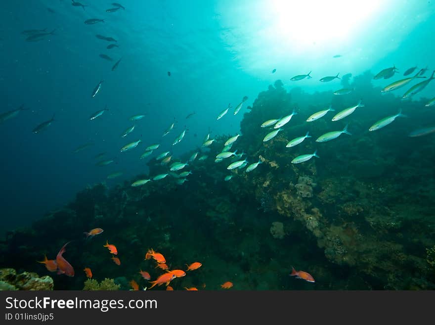 Ocean, coral, sun and fish  taken in the red sea.