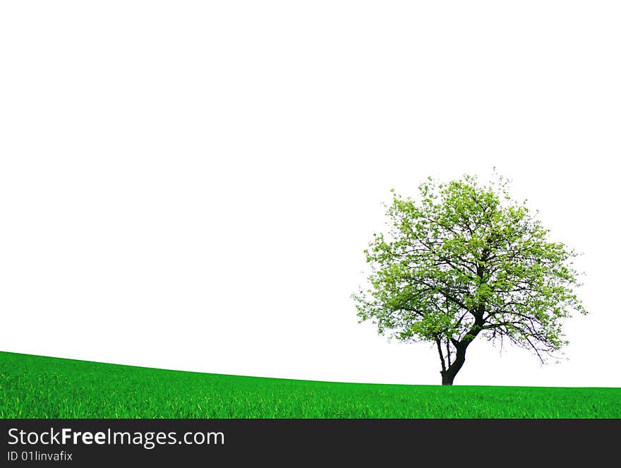 Tree with green leaves isolated on white background. Tree with green leaves isolated on white background