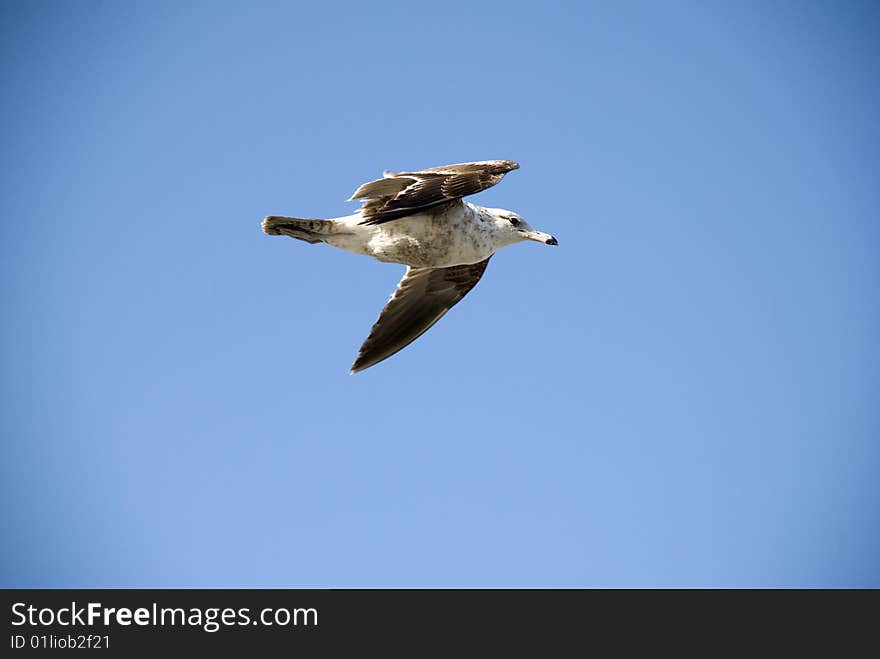 Soaring seagull against clear blue sky. Soaring seagull against clear blue sky