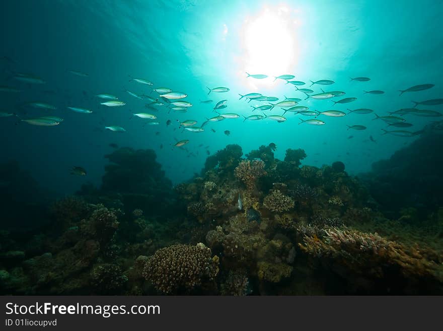 Ocean, coral, sun and fish taken in the red sea.