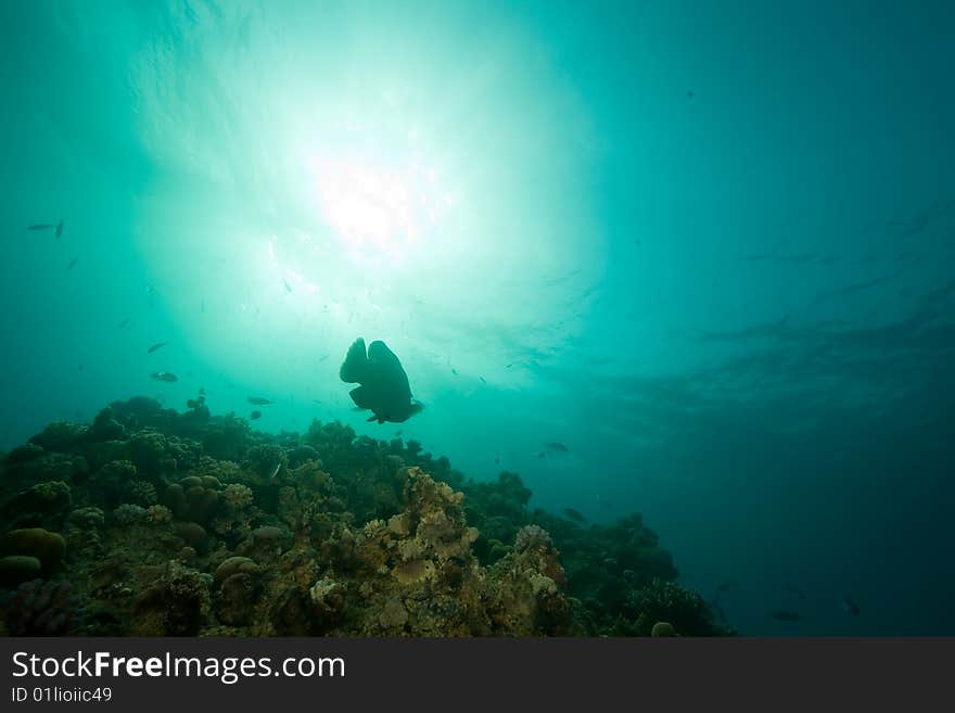 Ocean, coral, sun and fish taken in the red sea.