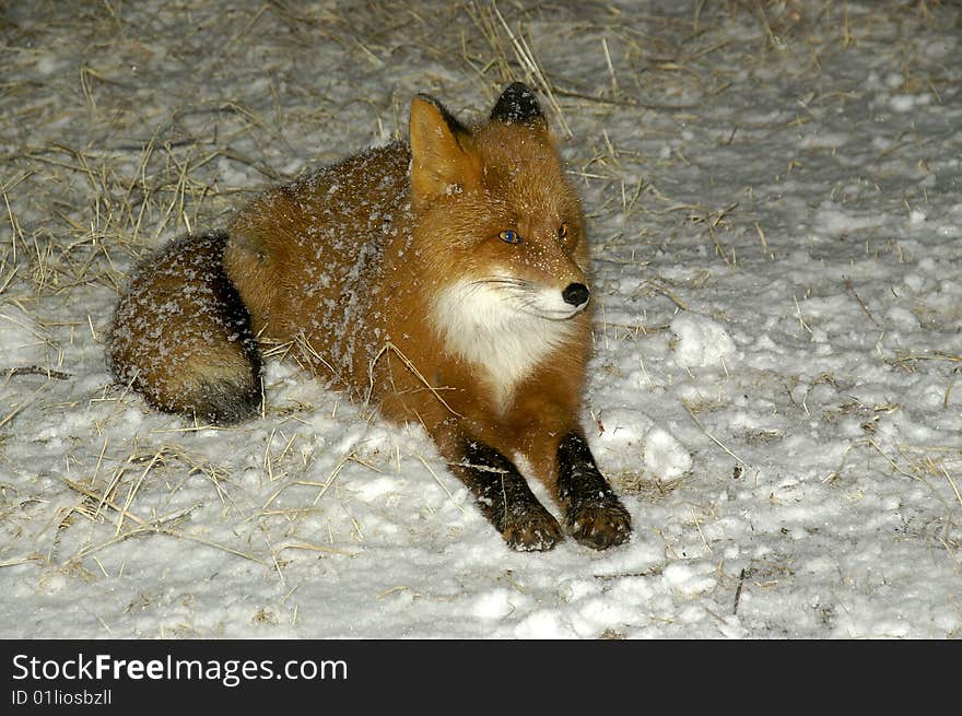 Red fox in its natural habitat. Kamchatka. Red fox in its natural habitat. Kamchatka.