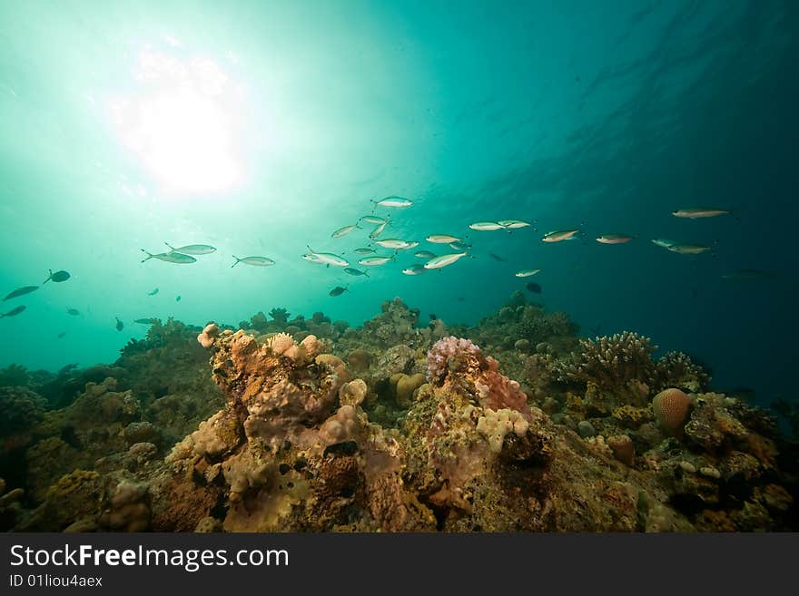 Ocean, coral, sun and fish taken in the red sea.