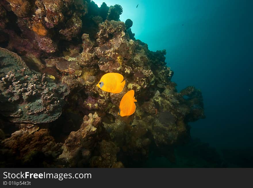 Ocean, coral, sun and butterflyfish  taken in the red sea.