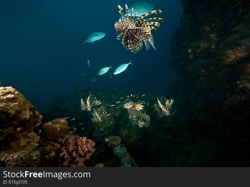 Ocean, coral and lionfish