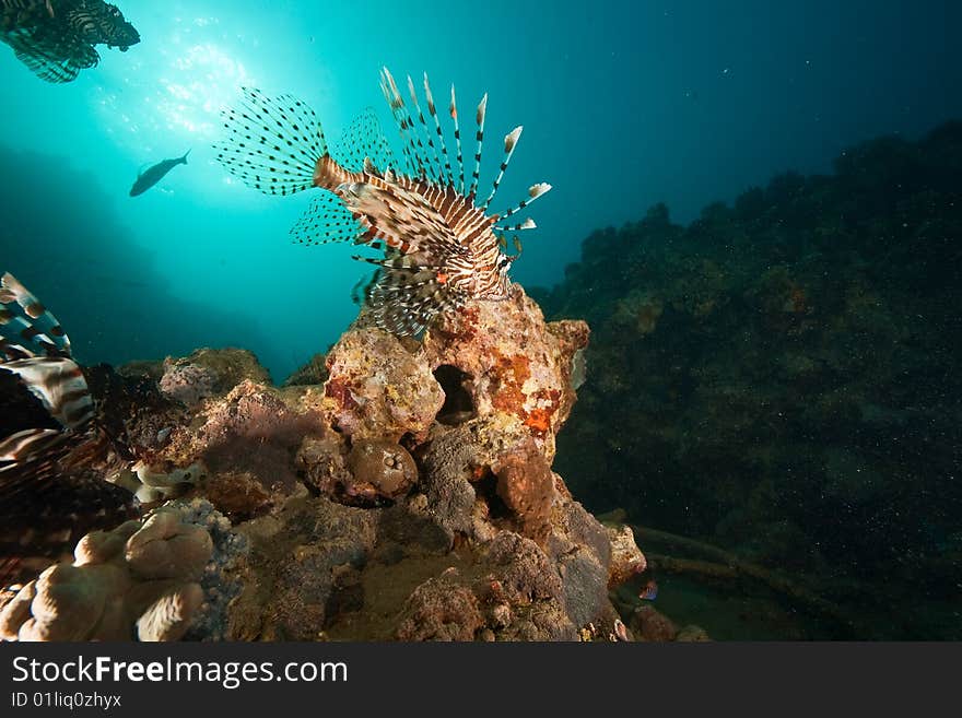 Ocean, coral, sun and lionfish taken in the red sea.