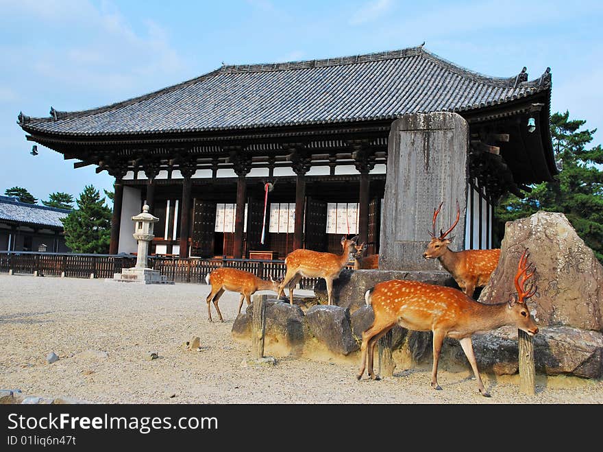 Deers gathering in front of a temple