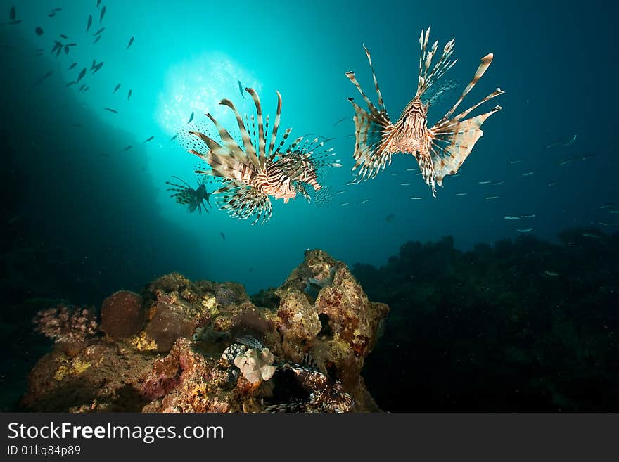 Ocean, coral, sun and lionfish taken in the red sea.