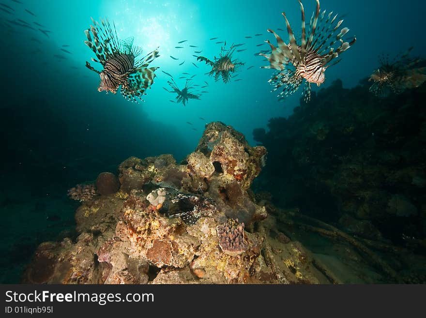 Ocean, coral, sun and lionfish taken in the red sea.