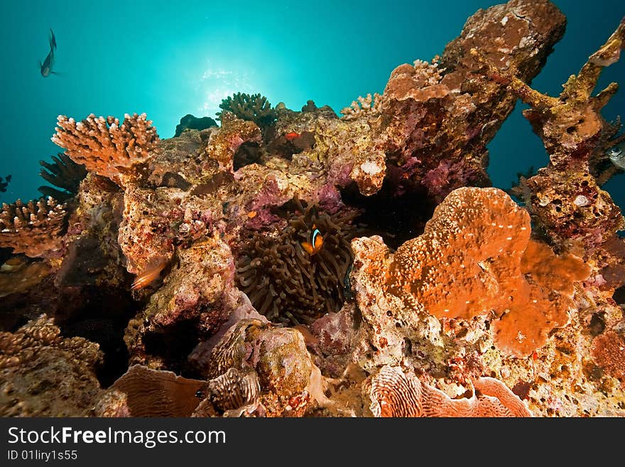 Ocean, coral, sun and fish  taken in the red sea.