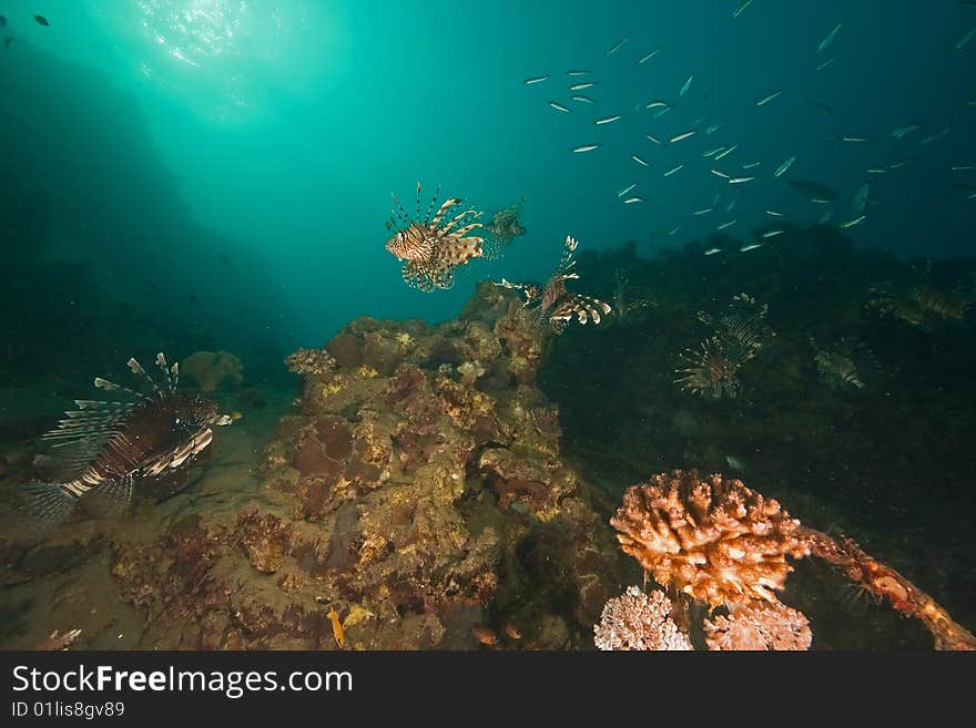 Ocean, coral, sun and lionfish taken in the red sea.