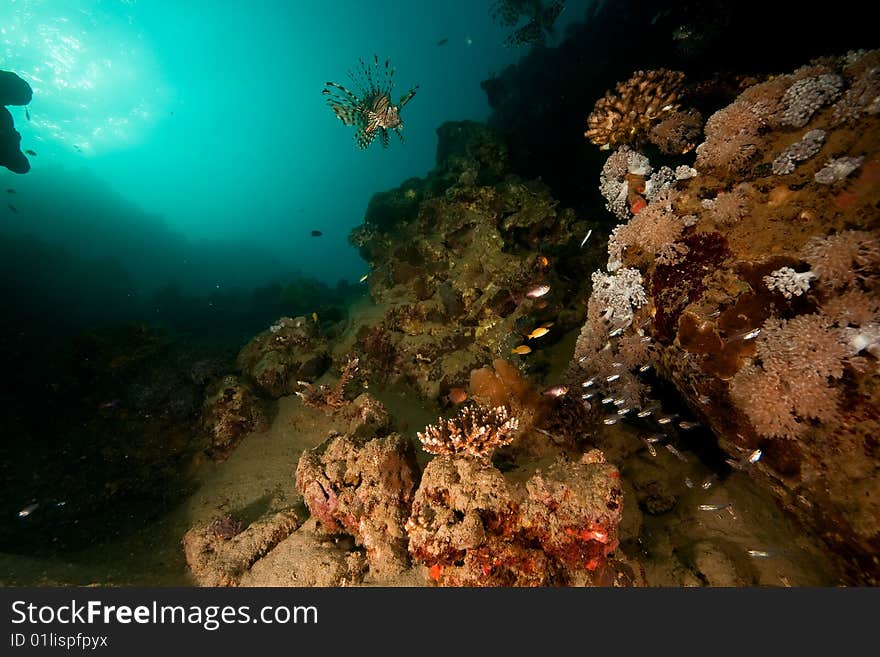 Ocean, coral, sun and fish taken in the red sea.