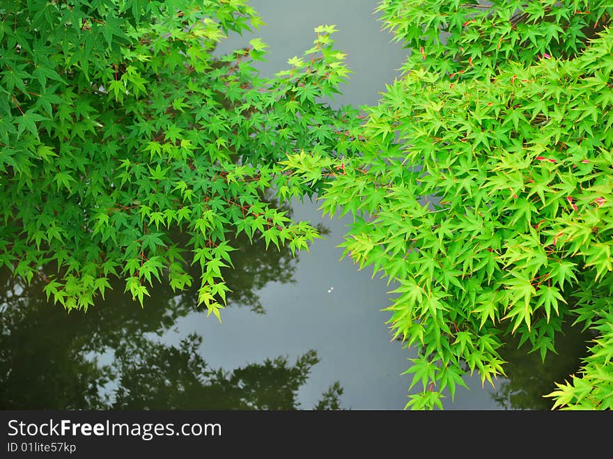 Green maple leaves