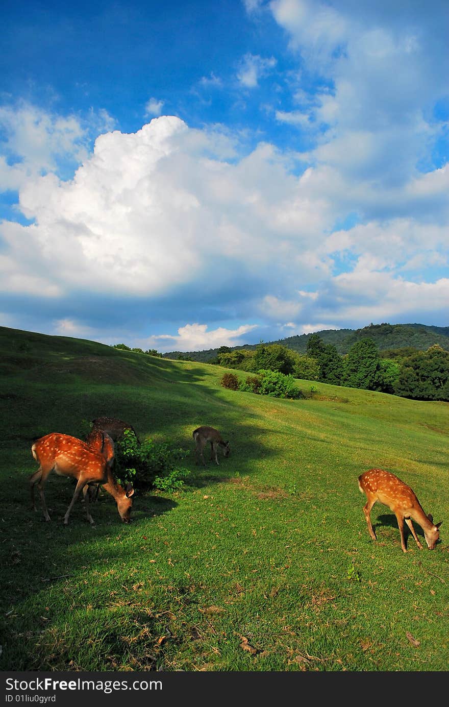 Grazing deer