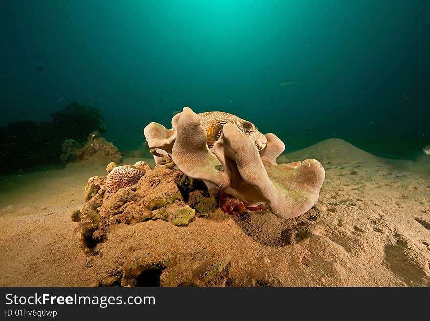 Ocean, coral, sun and pufferfish taken in de red sea.